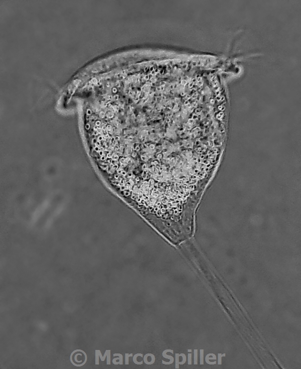 Vorticella sp - CNSG